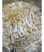 Bean Mung Beans Organic 60 Seeds Sprouts Usa  From US - £5.18 GBP