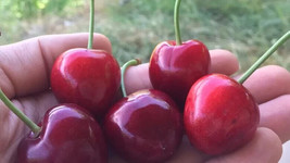 PPA 10+ Turkish Sweet Cherry Seeds For Garden Planting - USA - Fast Shipping! - $5.17