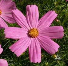 USA Non GMO 200 Seeds Cosmos Pinkie All Pink Flowers Butterflies Bees Special Of - £7.17 GBP