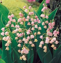 New Fresh 50Pcs Colorful Bell Orchid Lily Of The Valley Perennia Flower ... - $4.45