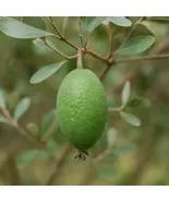 Pineapple Guava Tree: Feijoa Nazemetz Tropical Fruit Live Plant - $455.90