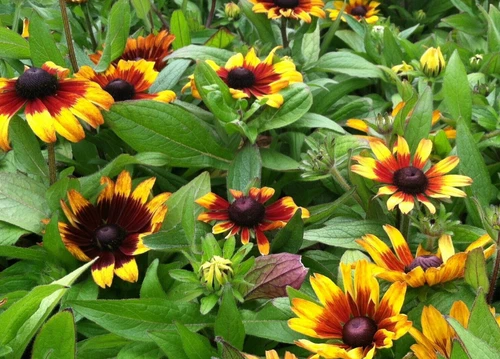 THJAR Rudbeckia hirta, &#39;Becky mix&#39;,  extra dwarf, 15 seeds - €4,11 EUR