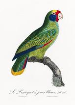 Red-And-Blue Amazon, Amazona Caeruleocephala - 1800&#39;s Francois Levaillan... - $11.99