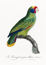 0 s francoislevaillant birdillustrationpostersmall afdc0099 2269 4654 a503 0b93ad6a7e09 thumb200