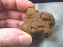 PP463-2 Genuine Fossil Turtle Poop Coprolite Washington State Dung - Weird Gift - $15.88