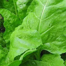 SHIP FROM US 8 OZ SEEDS - MONSTRUEUX DE VIROFLAY SPINACH SEEDS - NON-GMO... - £55.75 GBP