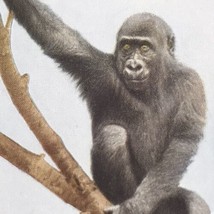 Gorilla Zoological Park Society Postcard Vintage New York USA Zoo - £8.65 GBP