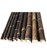 LARGE BLACK BAMBOO POLES-6&#39; Long-Choose from 3 Diameters- 6 Pack or 12 Pack - £91.90 GBP+