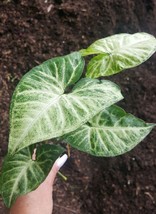 Syngonium Podophyllum Arrowhead Plant ‘White Butterfly’ CUTTING 7 INCHES - £19.13 GBP