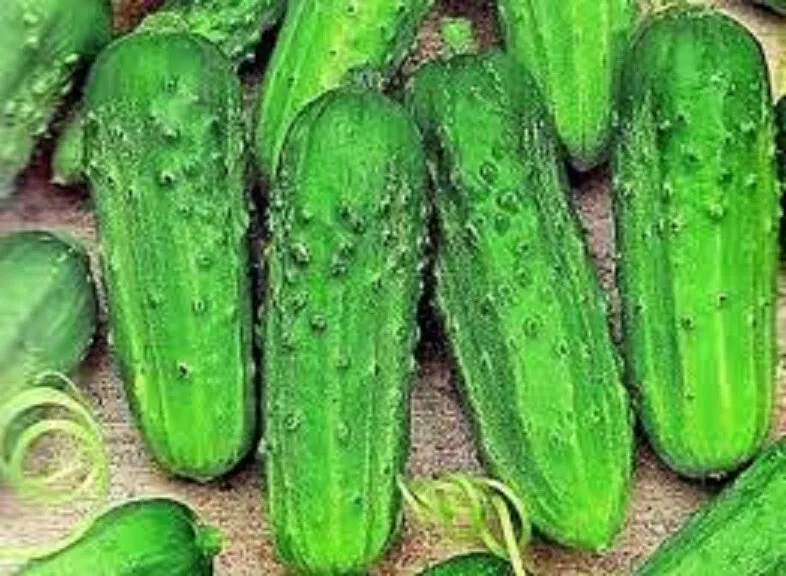 CLK 25 Delizia Cucumbers Planting Edible Food Easy To Grow Garden Herb S... - £7.31 GBP