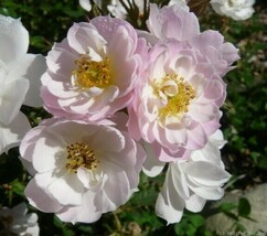 Fair Molly miniature rose bare-rooted, wrapped in wet newspaper and plastic - $25.74