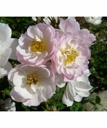 Fair Molly miniature rose bare-rooted, wrapped in wet newspaper and plastic - $35.24 CAD