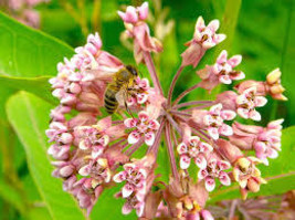 Common Milkweed Seeds Asclepias Syriaca 200 Seeds For Planting - £13.47 GBP