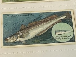 WD HO Wills Cigarettes Tobacco Trading Card 1910 Fish Bait Lure Hake #26... - $19.69