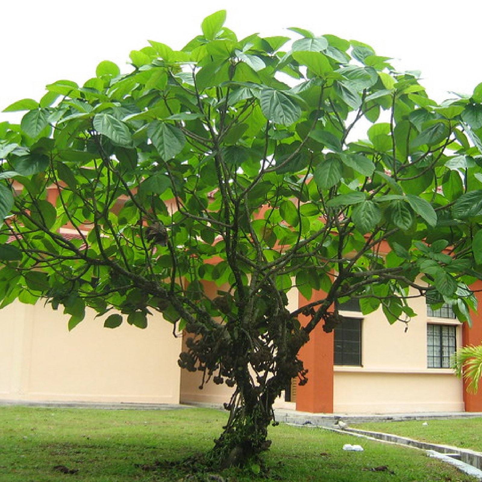Elephant Ear Fig Tree Ficus Auriculata Organic Edible Superfruit High Yield Harv