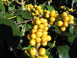 15 Arabica Coffee Tree Shrub Seeds Grow Your Own Coffee USA Fast Shipping - £14.47 GBP