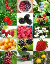 BERRIES MIX, rare wild BERRY exotic edible fruit jam jelly sweet seed 15 seeds - £7.03 GBP