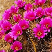 Strawberry Hedgehog Cactus Seeds Echinocereus Stramineus 25 Seeds - $13.98