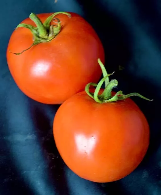 50 Seeds Sunleaper Tomato Vegetable Garden - £7.83 GBP