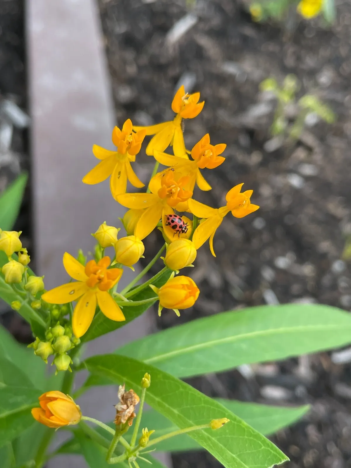 Butterfly Flower Milkweed 50 Hello Yellow For Monarchs Like Tiny Daffodi... - $17.95