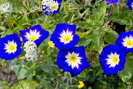 35 Blue Dwarf Royal Ensign Morning Glory Convolvulus Tricolor Flower Vine Seeds  - £12.29 GBP