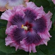 20 Dark Light Purple Hibiscus Seeds Flowers Flower - £7.86 GBP