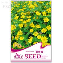 Melampodium Paludosum Flower 20 seeds easy to plant beautiful ornamental... - $8.98