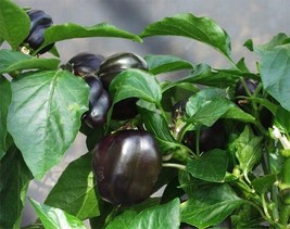 50 Purple Beauty Sweet Pepper Seeds 75 Daysgarden Beautiful USA Seller - £16.02 GBP