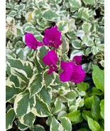 Vera Variegata Purple Bougainvillea Small Well Rooted Starter Plant**Sol... - $418.61 MXN