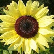 US Seller 25 Lemon Queen Sunflower Seeds Fast Shipping - £11.80 GBP