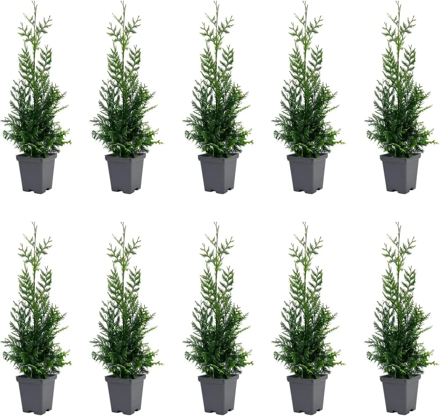 Thuja Arborvitae Green Giant Live Quart Size Trees Privacy Screen - £74.11 GBP