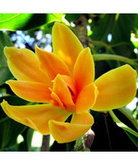 Michellia Champaca Flower Tree - &quot;Joy&quot; Perfume Flowers - $105.00