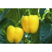 USA Seller Canary Yellow Bell Pepper Seeds Fast Shipping - $12.80