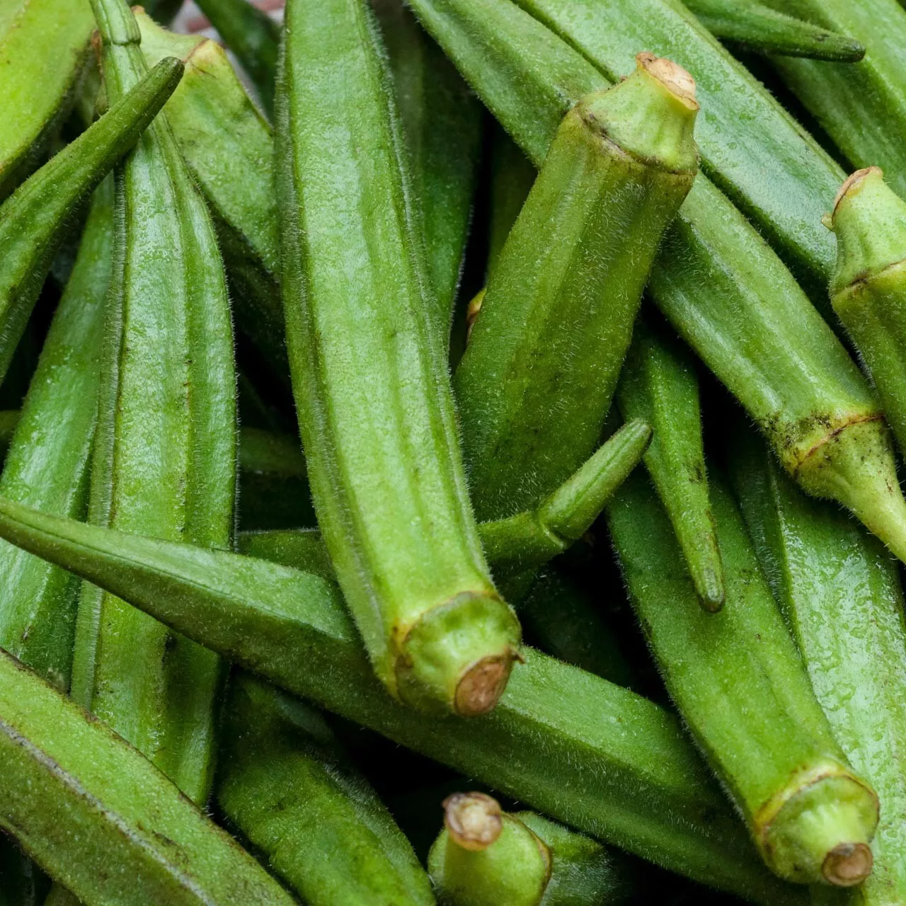 RAFH 60 Perkins Long Pod Okra Non GMO Spineless Large Okra Seeds Heirloo... - $8.69