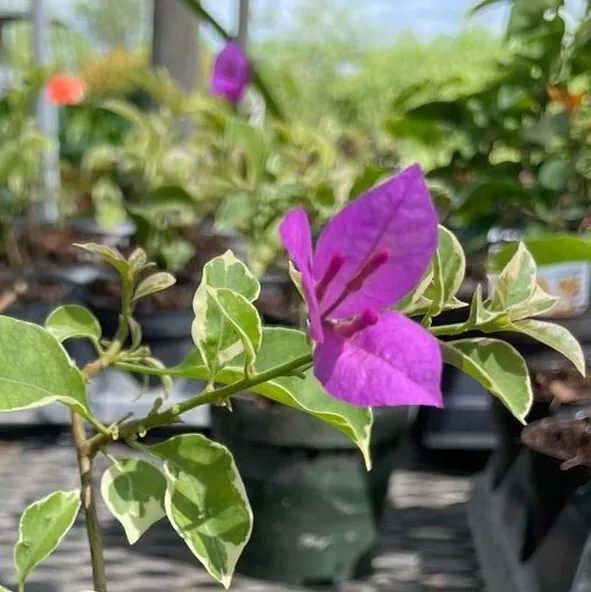 VARIEGATED PURPLE BOUGAINVILLEA LIVE PLANT~PAPER FLOWER 7&quot; TALL IN 4&quot; POT - £20.76 GBP