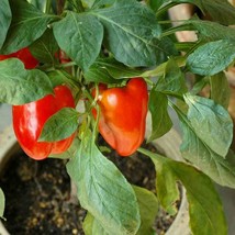 Jupiter Sweet Bell Pepper Vegetable Seeds Fresh Seeds USA - £10.81 GBP