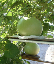 TISSEEDS 5 Giant Bushel Gourd Seeds Fruit Up To 100 Lbs For Basket Arts&amp;Crafts F - £6.94 GBP