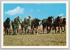 Hardworking Amish Farmer Using Seven Horses To Work Field Amish Country Postcard - £5.33 GBP