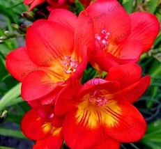 100 Pcs/Bag Freesia Bulbs True Freesia Bonsai Flowers Orchid Freesia Rhizome Bul - $14.99