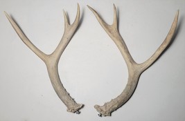 whitetail antlers 10.5 inch total length. Ready to hang. - £14.20 GBP