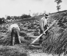 New 8x10 Photo- French peasants cutting wheat after the Battle of the Somme 1916 - £7.04 GBP