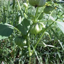 Toma Verde Tomatillo Tomato 50 Seeds 75 Days Fresh Garden - $14.25