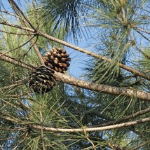 Pine Nut Tree Seeds Pinus Pinea Of 2 Seeds New Fresh US Shipping - $89.47 MXN