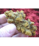 (PP280-518) 2-1/2" Genuine Fossil TURTLE POOP Coprolite Madagascar doo D... - $18.99