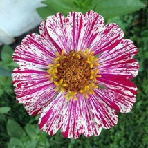 Item image 1 image 1