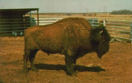 VINTAGE POST CARD BUFFALO RANCH AFTON OK UNPOSTED 5.5 X 3.21 PHOTO CARD ... - £7.02 GBP