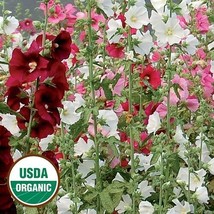 Best 25 Seeds Outhouse Hollyhock Flowers Garden Planting - £3.84 GBP