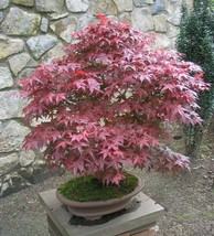 50 Red Japanese Maple Seeds - Acer palmatum Atropurpureum - Hardy Palmate Tree - £7.82 GBP