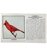 Cardinal Bird Print 1931 Blue Book Birds Of America Antique Art PCBG13C - $34.28 CAD