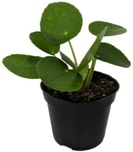 Live Plant Pilea Peperomiodes Chinese Money 2.5&quot; Pot living room houseplant - £34.60 GBP